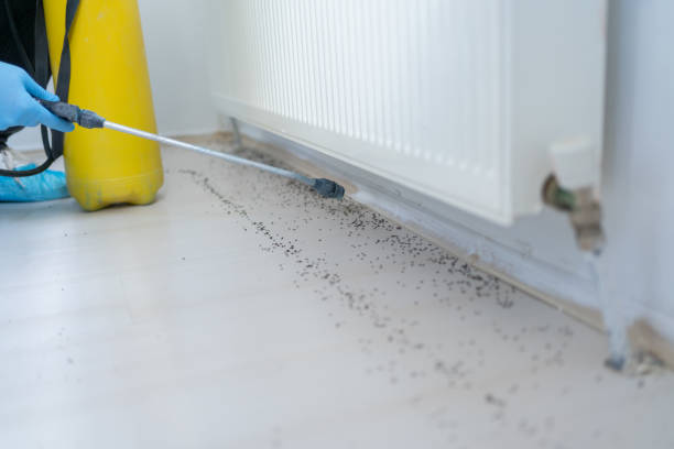 Best Spider Control Near Me  in Pleasant Hill, CA